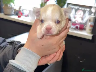 Chihuahua dogs 🌺Chihuahua puppies 🌺 - Advert 14