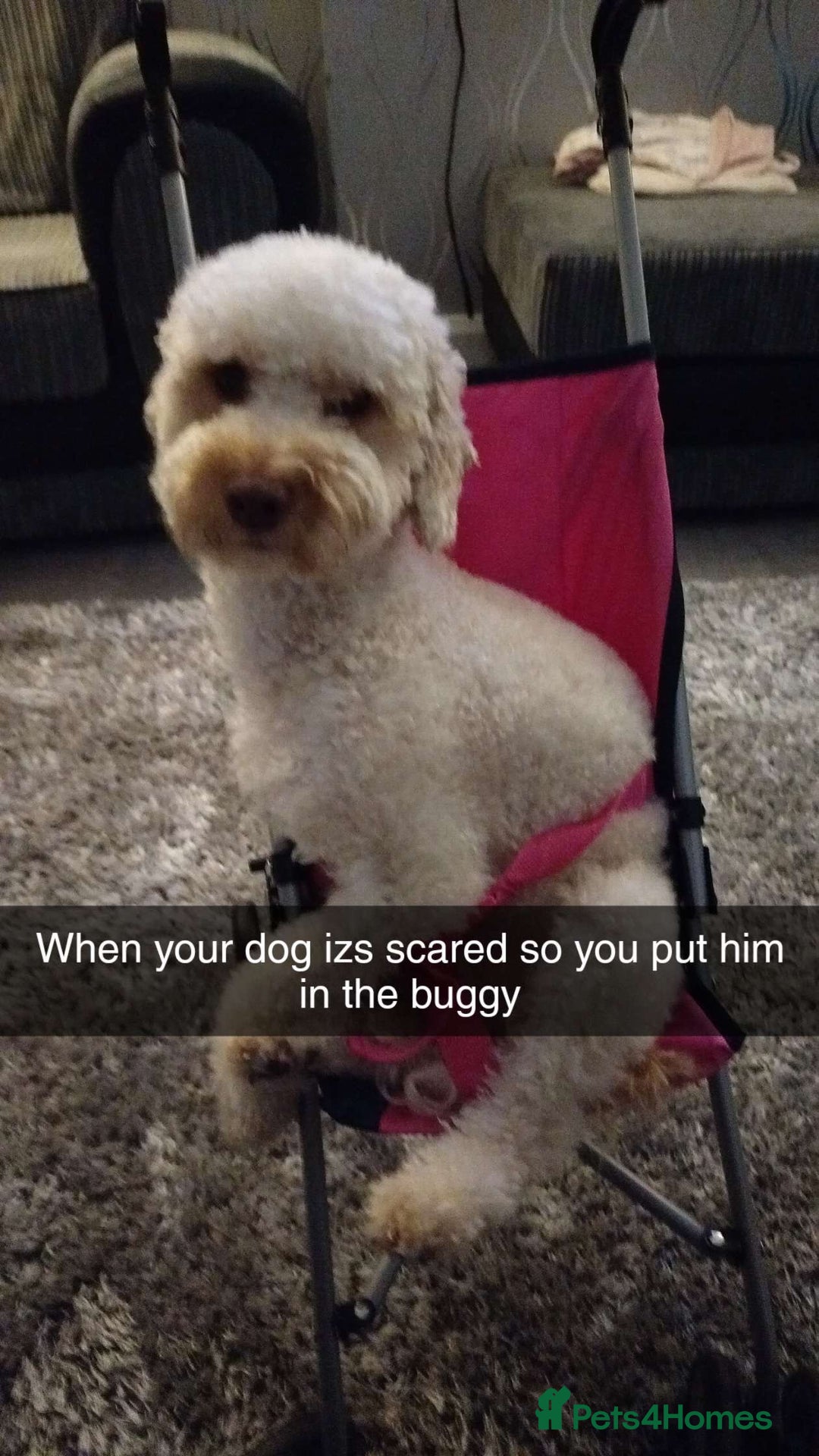 Cavapoochon dogs for sale: Elvis  - Advert 8