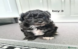 Shihpoo dogs for sale: Absolutely stunning F1 shihpoo puppies  - Image 14