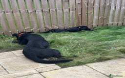 Mixed Breed dogs for sale: Madjeska Shepard for sale  - Advert 3