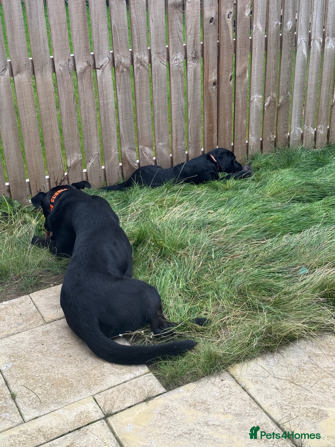 Mixed Breed dogs for sale: Madjeska Shepard for sale  - Advert 3