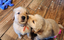 Golden Retriever dogs for sale: Golden Retriever Pups for Sale will be Ready Soon - Image 9