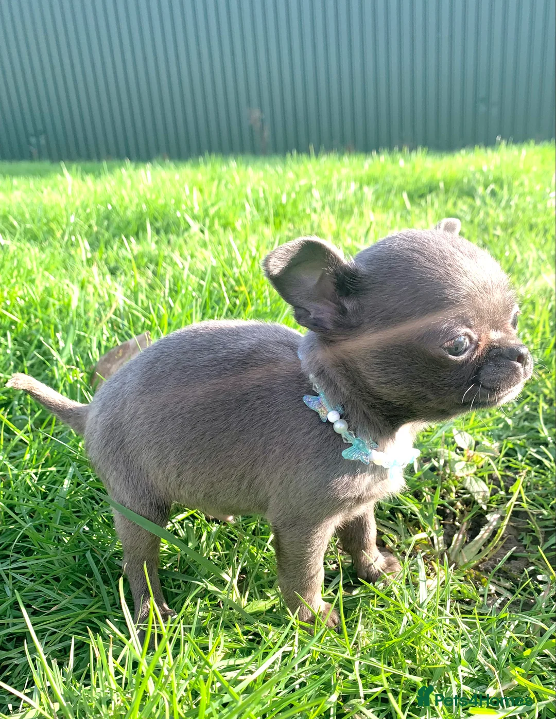 Chihuahua dogs for sale: Chihuahua pedigree 0% related parents in Leeds - Advert 8