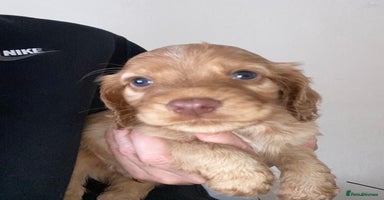 Cocker Spaniel dogs - Advert 11