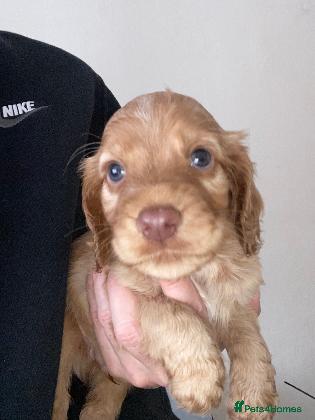 Cocker Spaniel dogs for sale: KC Registered Beautiful Cocker Spaniel Puppies  - Image 3