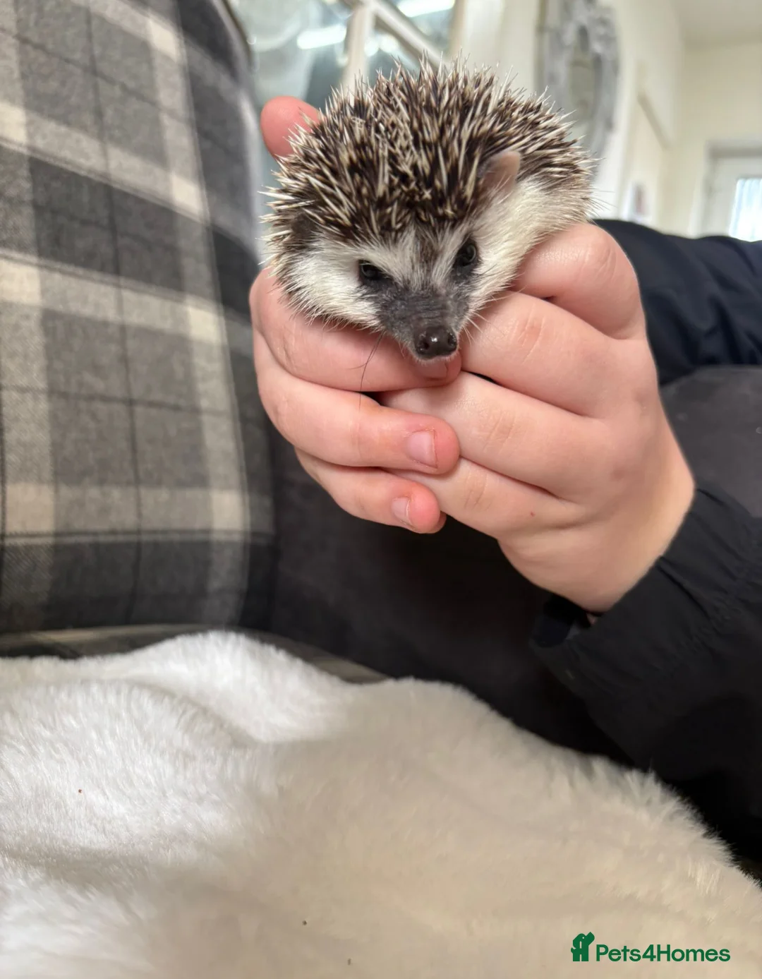 Pygmy Hedgehog rodents for sale: Spike - Advert 2