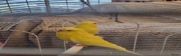 Budgerigars birds for sale: Budgies lutino for sale  - Advert 2
