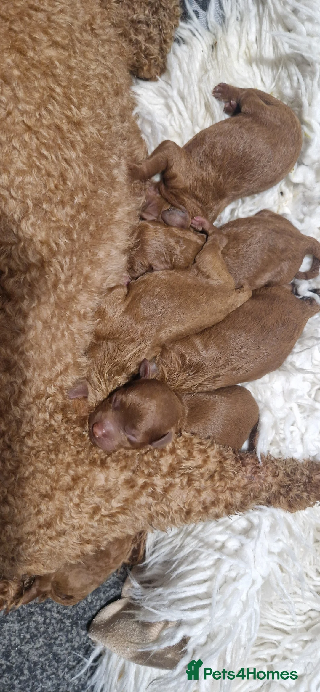 Miniature Poodle dogs for sale: Gorgeous Fox Red Miniature Poodles  - Advert 1