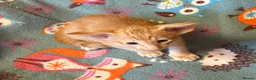 Oriental cats for sale: GCCF Reg Rare Oriental RED & APRICOT FEMALES - Advert 11