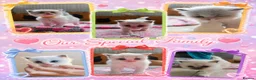 Ragdoll cats for sale: 6 beautiful pure ragdoll kittens in Bishop's Stortford - Advert 10