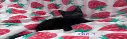 Mixed Breed cats for sale: 5 Kittens Ready to Go! - Advert 3