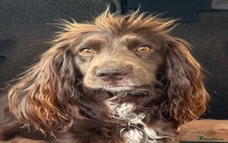 Sprocker dogs for sale: Sprocker spaniel puppies - Image 3