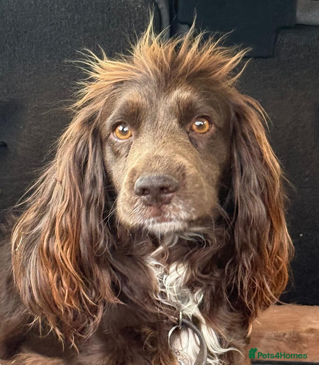 Sprocker dogs for sale: Sprocker spaniel puppies - Image 3
