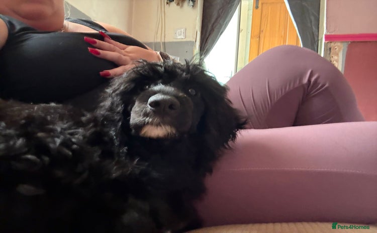 Miniature Poodle dogs - Advert 16