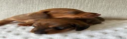 Miniature Dachshund dogs for sale: KC champion bloodline PRA clear minature dachshund - Advert 29