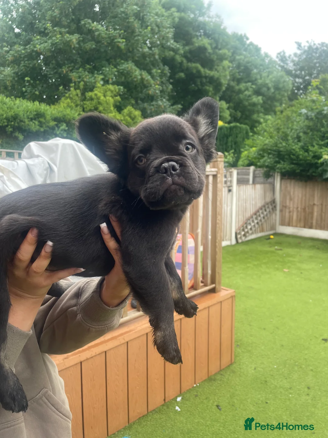 French Bulldog dogs for sale: Gorgeous longhaired frenchies carrying pink gene  - Advert 23