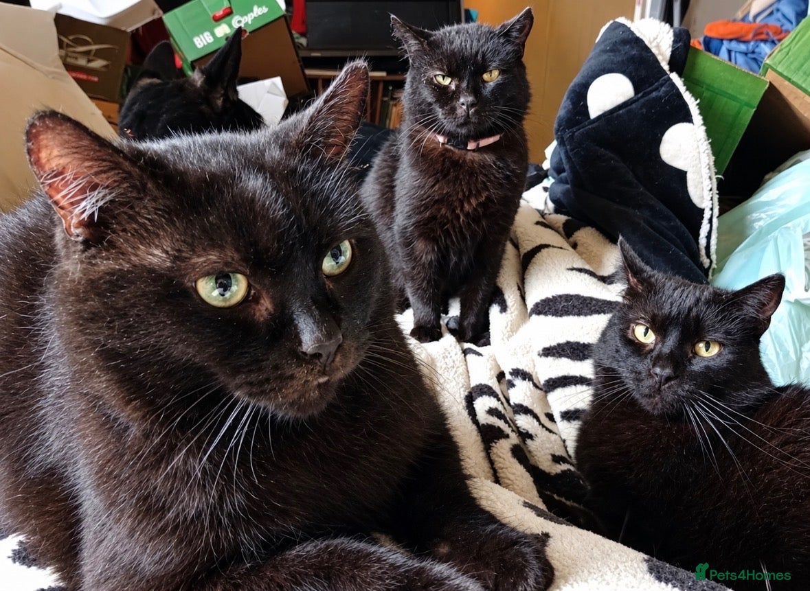 Mixed Breed cats Overlooked Rescue cats- 6m- 6 years🤎 - Advert 1