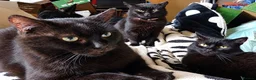 Mixed Breed cats for sale: Overlooked Rescue cats- 6m- 6 years🤎 - Advert 1