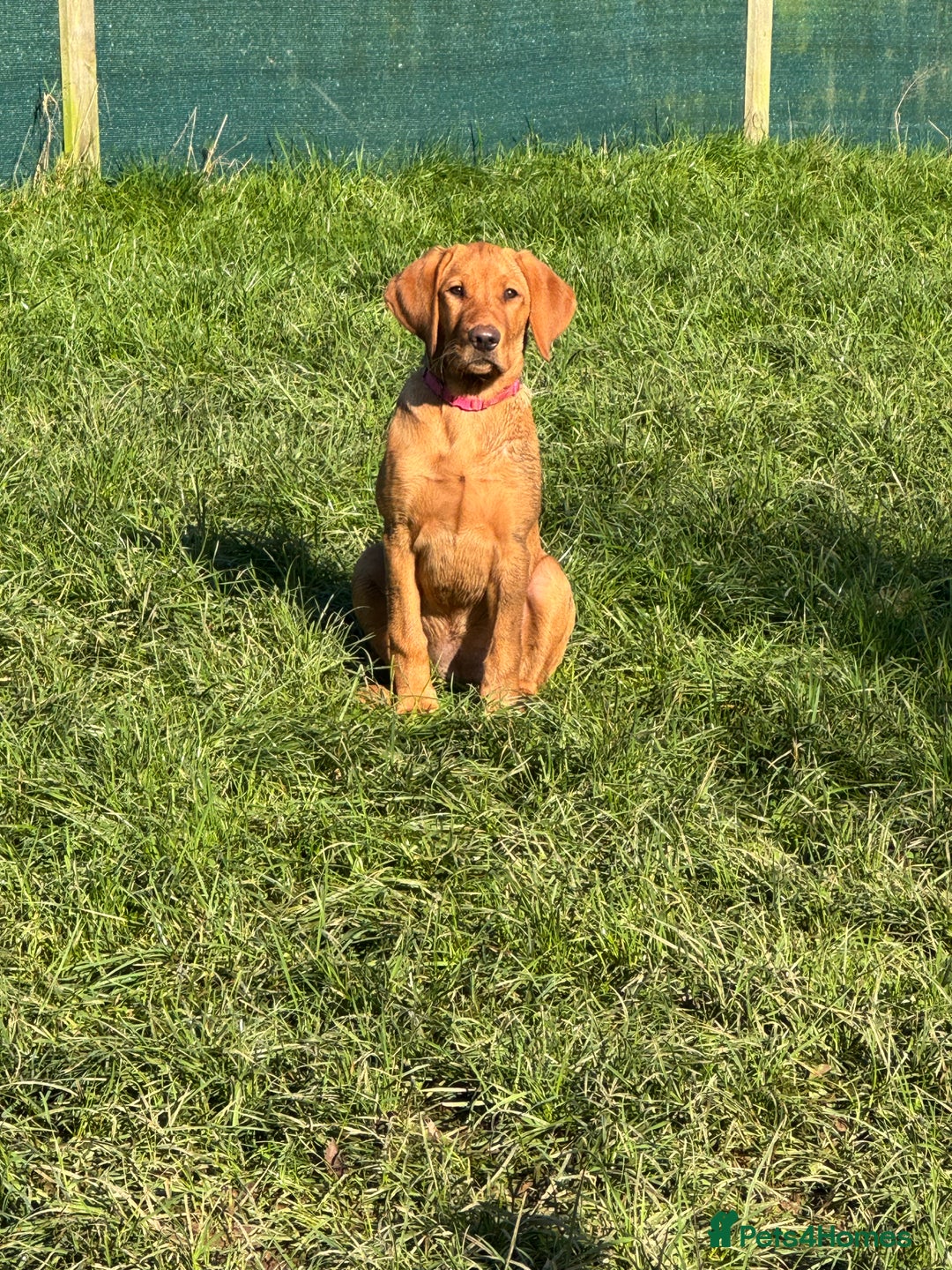 Labrador Retriever dogs for sale: Fox Red Pup “Nala” - Advert 2