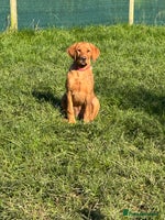 Labrador Retriever dogs Fox Red Pup “Nala” - Advert 1