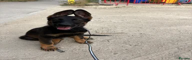 Black collar 
