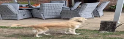 Mixed Breed dogs for adoption: BANDIT - Almost 3 yrs old, Fluffy Mixed Breed Boy in Basingstoke - Advert 4