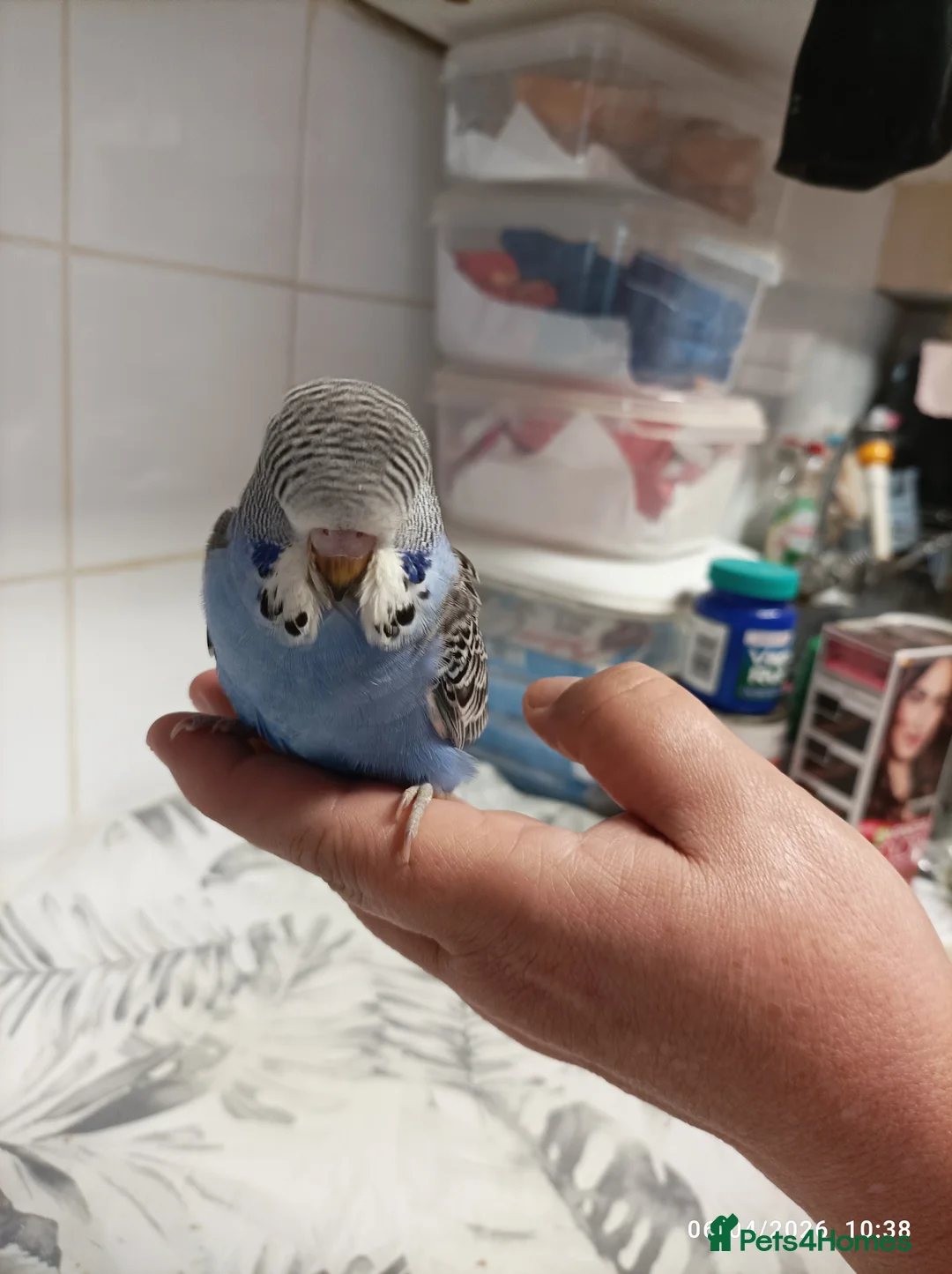 Budgerigars birds for sale: BABY BUDGIES from the same nest - Advert 2