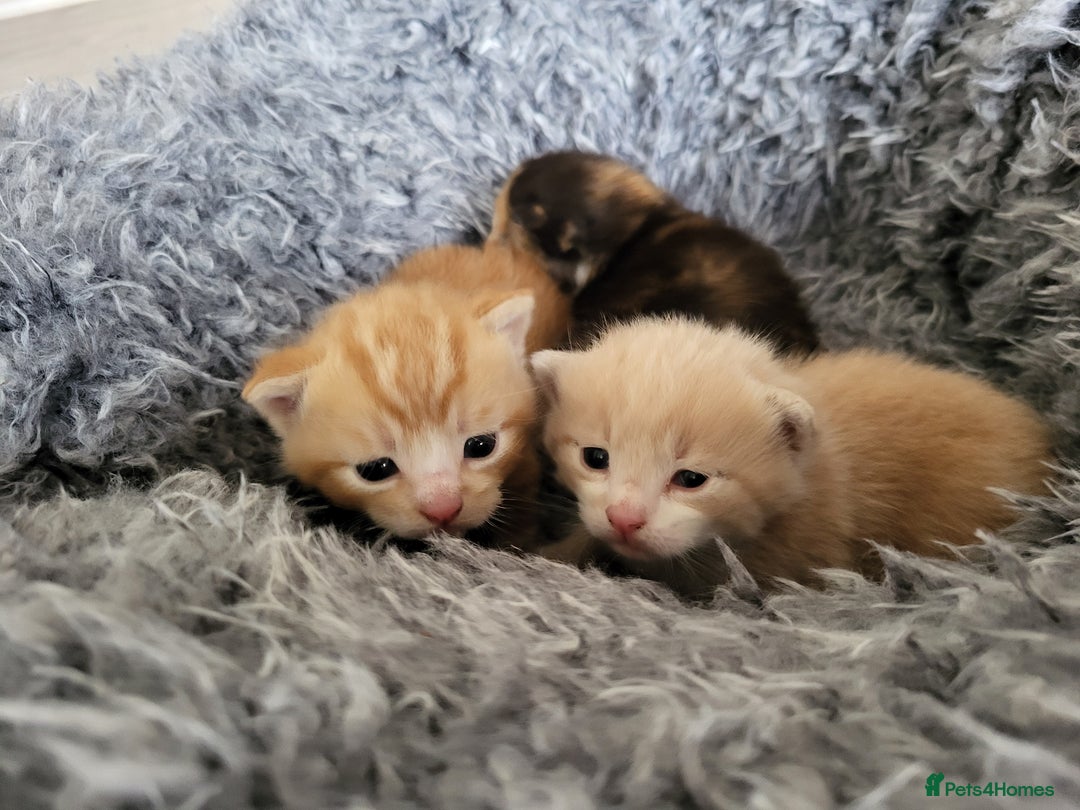 Mixed Breed cats for sale: 3 adorable kittens are looking for loving homes  - Advert 3