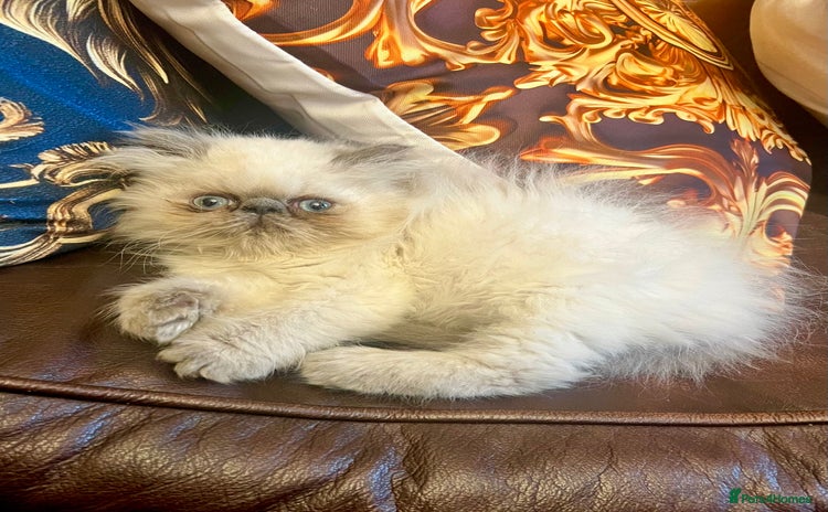 Persian cats - Advert 1