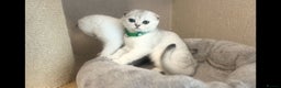 Scottish Fold cats for sale: Beautiful Scottish Straight&Fold Kittens Available - Advert 11