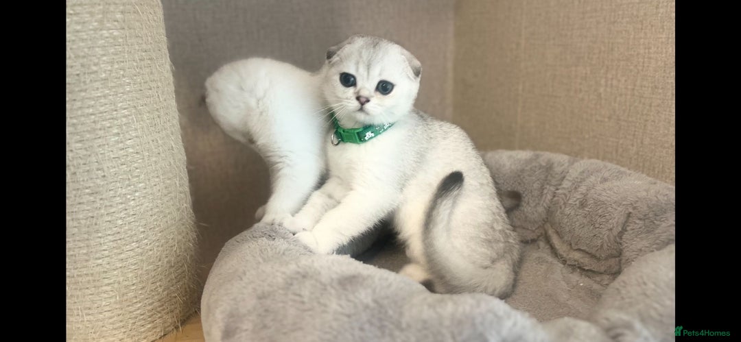Scottish Fold cats for sale: Beautiful Scottish Straight&Fold Kittens Available - Advert 11