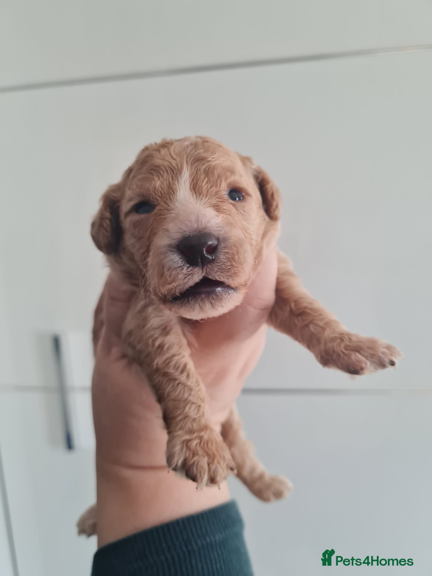 Cavapoo dogs Beautiful Cavapoo Puppies  - Advert 17