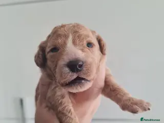 Cavapoo dogs Beautiful Cavapoo Puppies - Advert 2