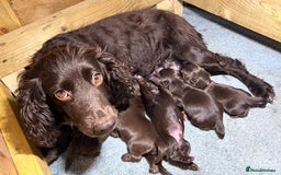 Cocker Spaniel dogs for sale: Gorgeous Full Cocker Spaniel Pups  - Image 29