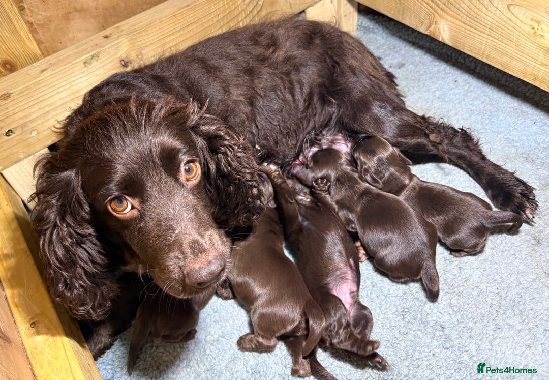Cocker Spaniel dogs for sale: Gorgeous Full Cocker Spaniel Pups  - Image 29