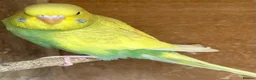Budgerigars birds for sale: Baby budgies and pairs for sale  - Advert 3
