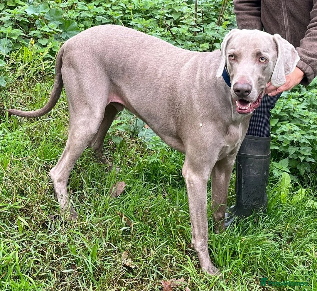 Weimaraner dogs for adoption: Thor, a handsome Weimaraner - Advert 6