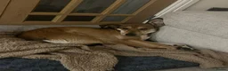 Mixed Breed dogs for adoption: Meet Barney, currently residing in Cheshire  in Nantwich - Advert 11
