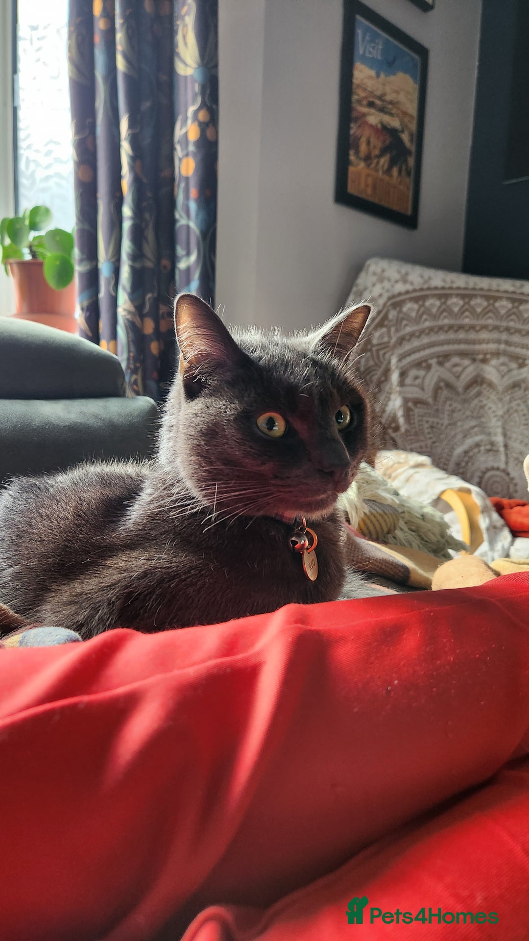 Russian Blue cats for sale: Friendly Indoor Russian blue male (1 year old) - Advert 4