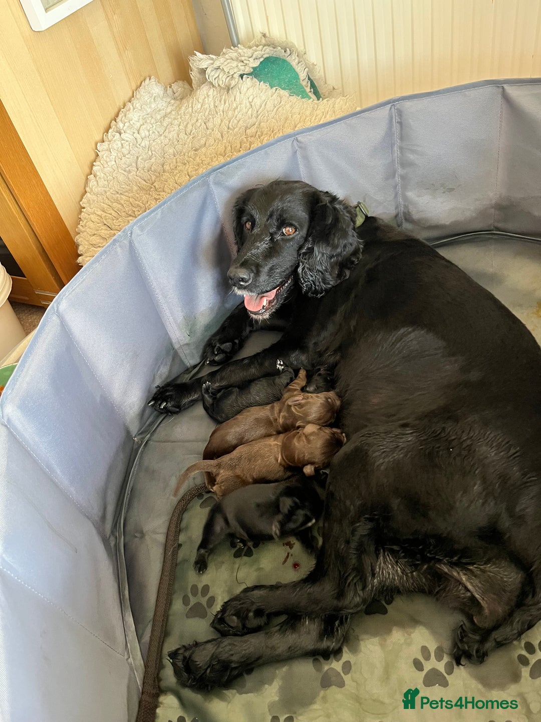 Cocker Spaniel dogs for sale: Gorgeous working cocker spaniel puppies for sale  - Advert 13
