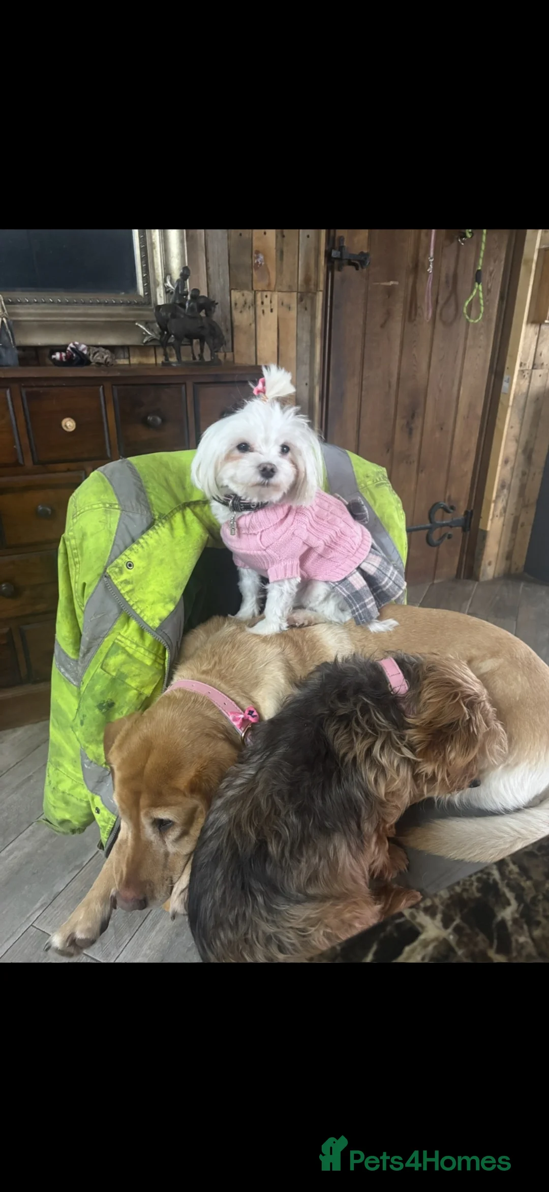 Maltipoo dogs for sale: Tiny beautiful family bred maltipoo puppies ❤️ - Advert 2