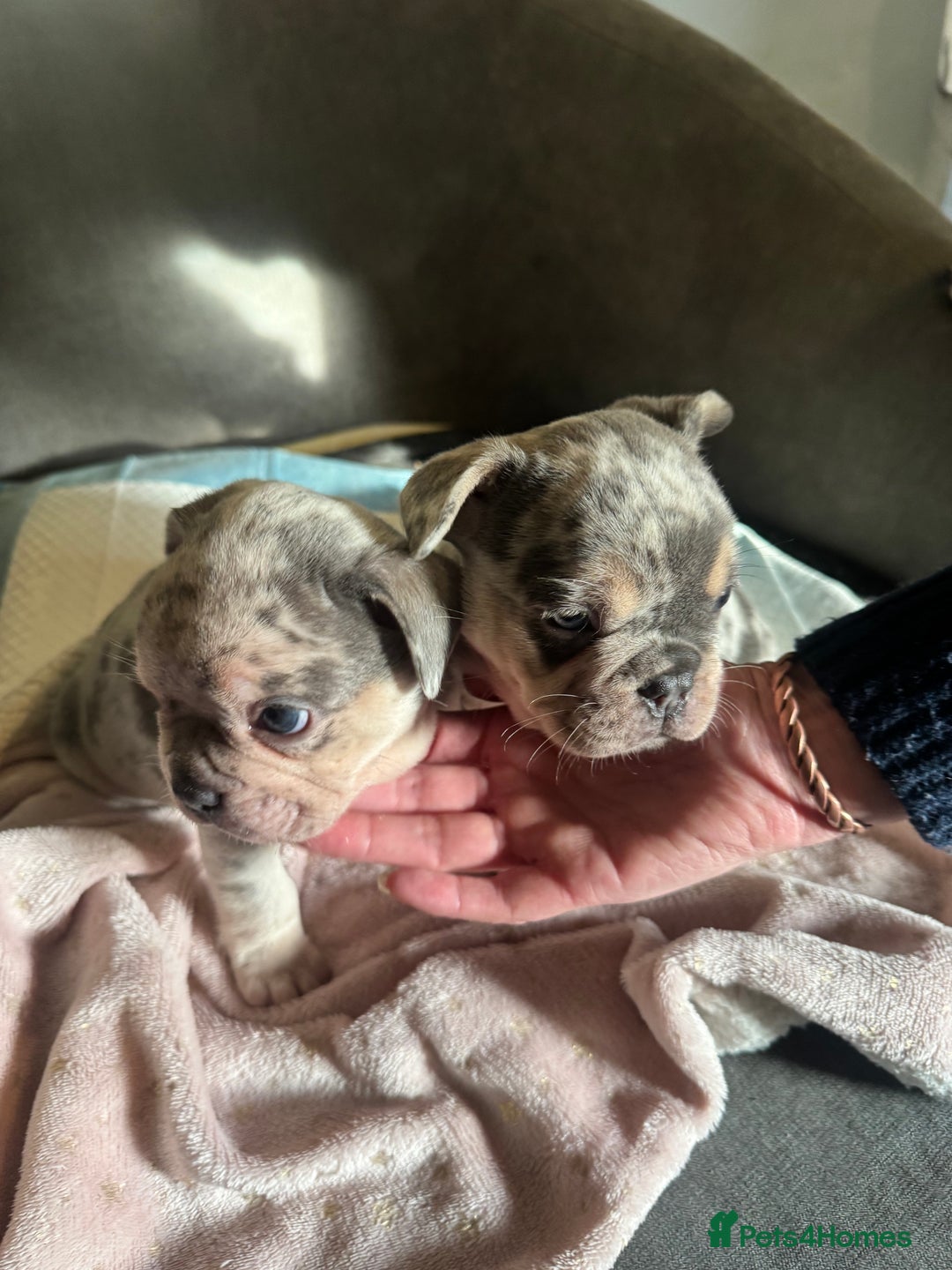 French Bulldog dogs for sale: 🐶 Stunning Merle Lilac Fawn French Bulldogs - Advert 13