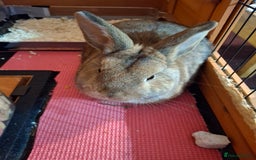 Netherland Dwarf rabbits for sale: rodney  - Advert 2