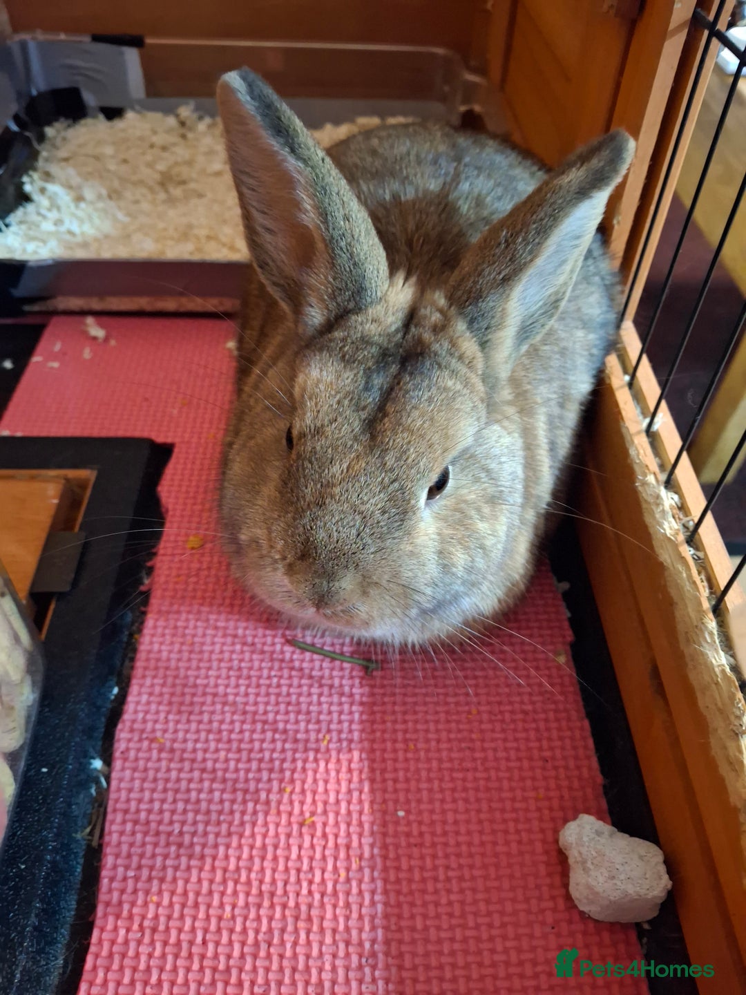 Netherland Dwarf rabbits for sale: rodney  - Advert 2