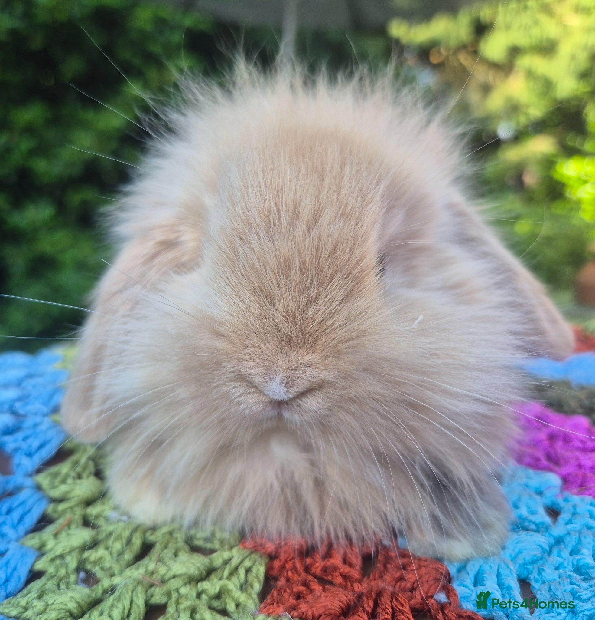Angora rabbits 💜STUNNING TEDDYWIDDER X MINI LOP BABIES 💜 - Advert 2