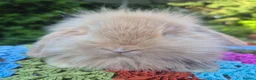 Angora rabbits for sale: 💜STUNNING TEDDYWIDDER X MINI LOP BABIES 💜 - Advert 2