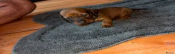 Miniature Dachshund dogs for sale: 6 beautiful minature dachshund puppy’s for sale 😍 in Borehamwood - Advert 6