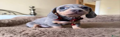 Miniature Dachshund Puppy 2