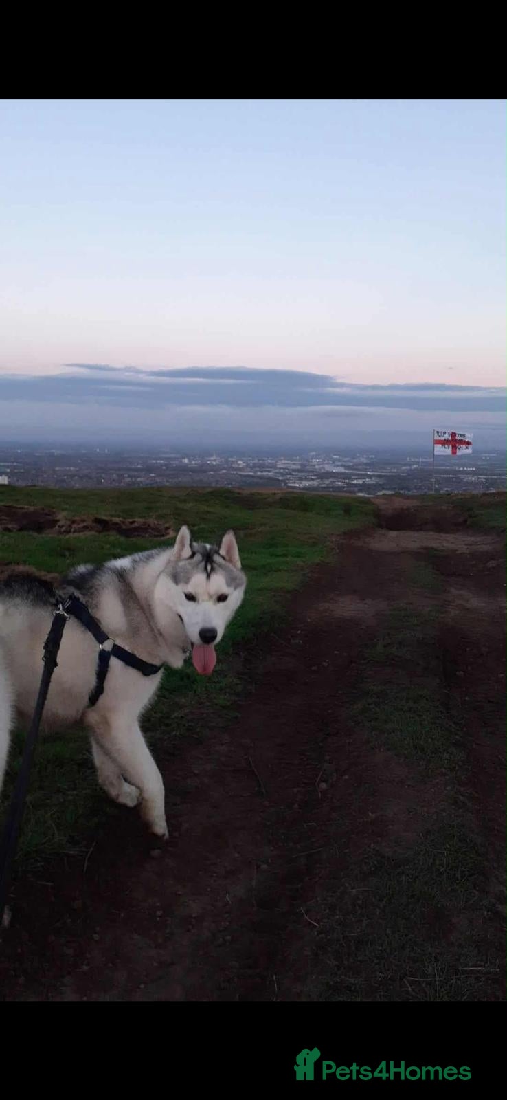 Siberian Husky dogs KC Registered Siberian husky  - Advert 1