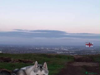 Siberian Husky dogs KC Registered Siberian husky - Advert 1